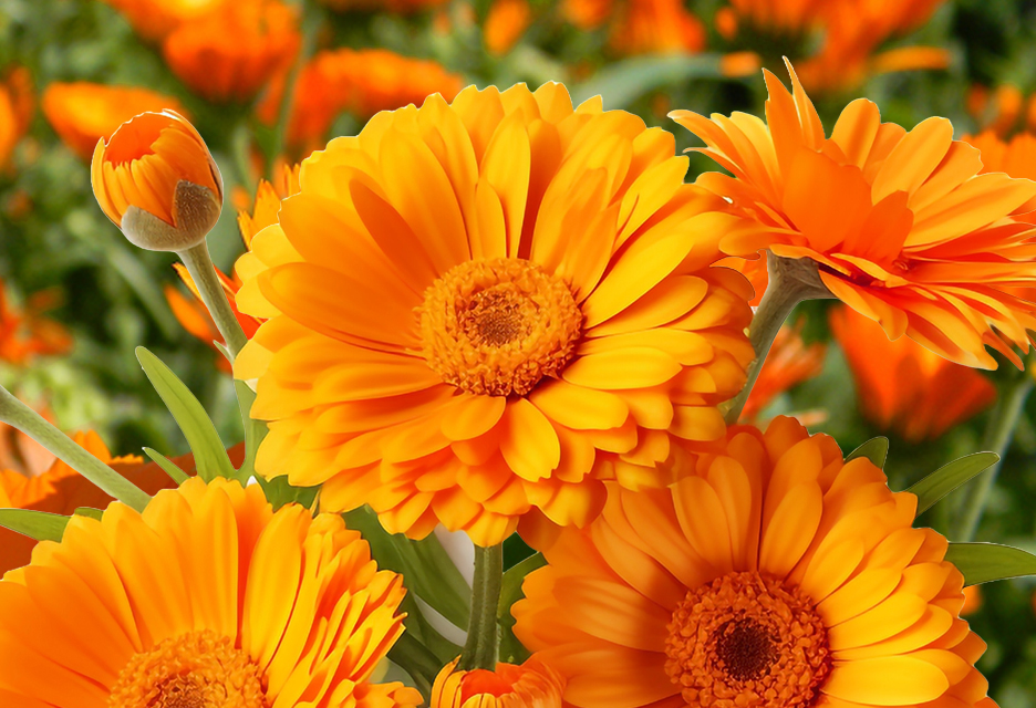 Cocrysta® Lutein